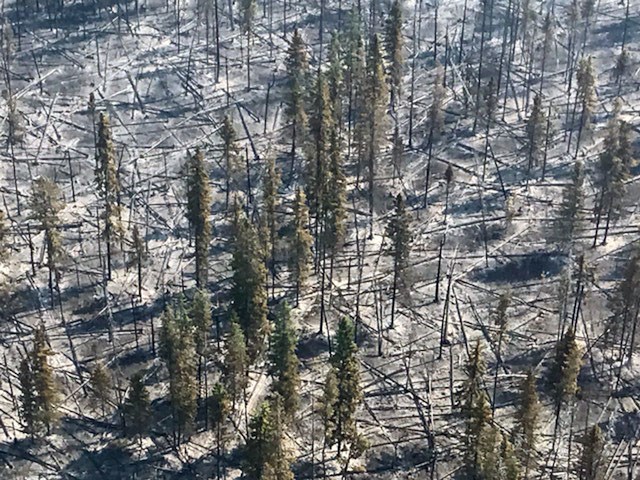 Tree trunks lie scattered like matchsticks after they were burnt in the Cutoff Creek wildfire southwest of Vanderhoof.