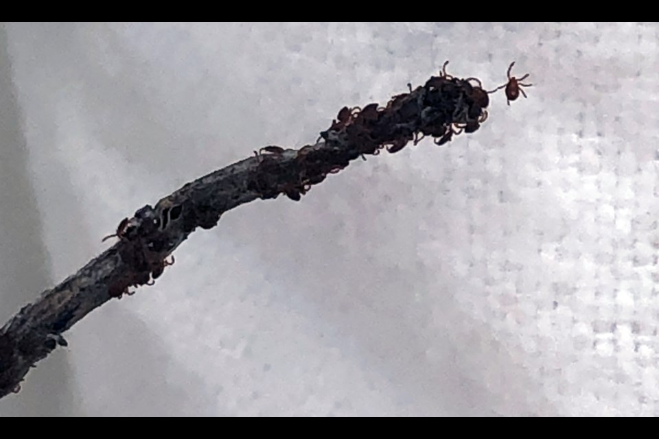 A closeup of a winter tick found by UNBC researcher Ben Spitz.