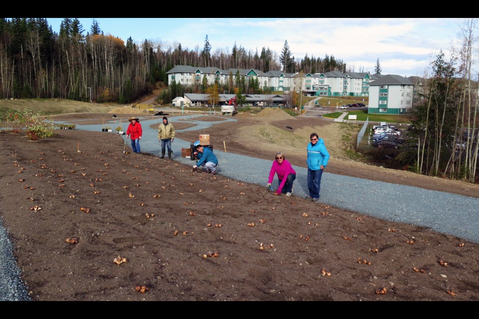 Volunteers plant flower bulbs in the new display garden the David Douglas Botanical Garden Society has built on the UNBC campus next to the daycare facility as part of its Phase 2 expansion project.