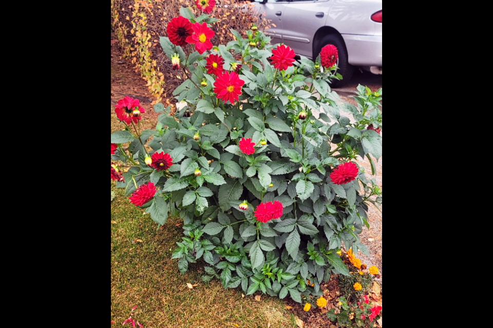 This dalia plant on McKinley Crescent is still blooming on Oct. 17. But cold weather and snow flurries are in the weekend weather forecast for Prince George, which means those tender annual flowers are soon to get wiped out.