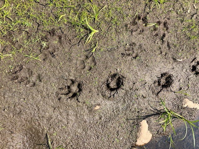 wolf-tracks