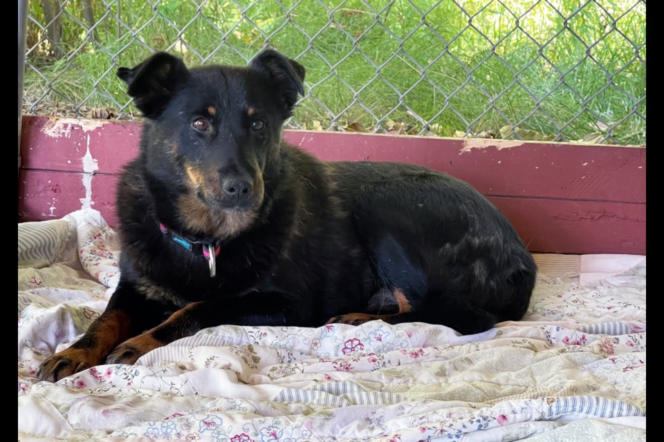 Ellie, a Rottweiler cross, was one of the four dogs that went missing when thieves broke into the Prince George animal shelter on Landsdowne Road. She was later found and is back at the shelter but two dogs are still unaccounted for and are part of a police investigation.