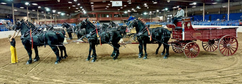 pgc-2025-04-01-pickerings-big-6-team-at-scottsdale-draft-horse-show
