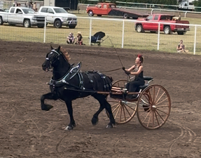 Brittany Sparrow of Cromwell, Ind., drives her ladies cart entry to a first-place finish at the Vermilion Agricultural Fair in Alberta on Saturday, July 26, 2025. 