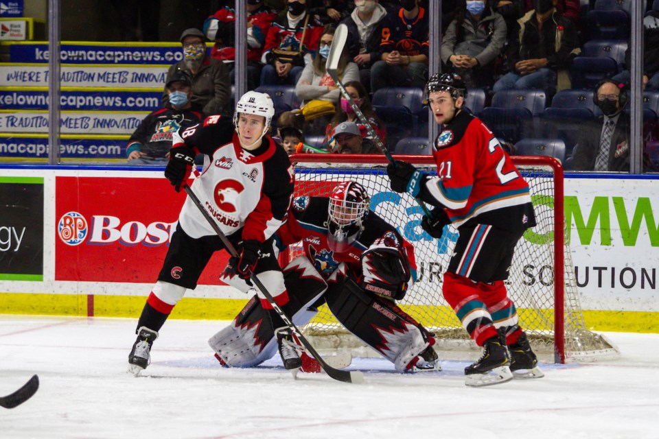 Cougars in Kelowna Nov. 7 2021
