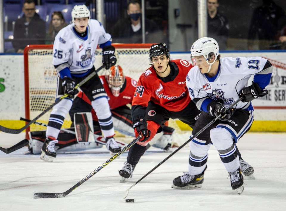 Cougars in Victoria March 25 2022