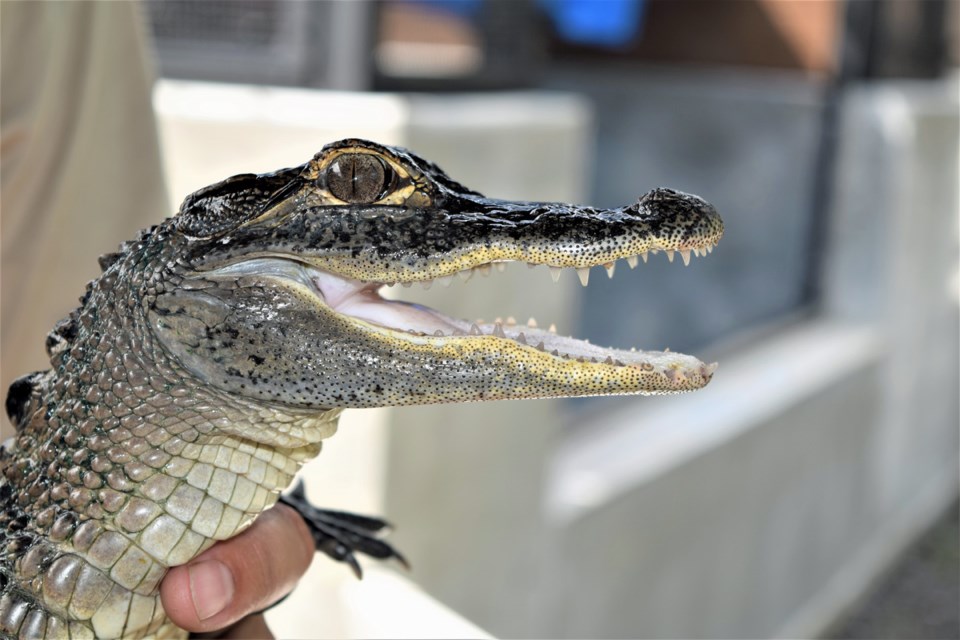 You can pet Sgt. Pepper, the three-year-old, metre-long alligator, at the wildlife exhibit at Sawgrass Recreational Park in the Florida Everglades.