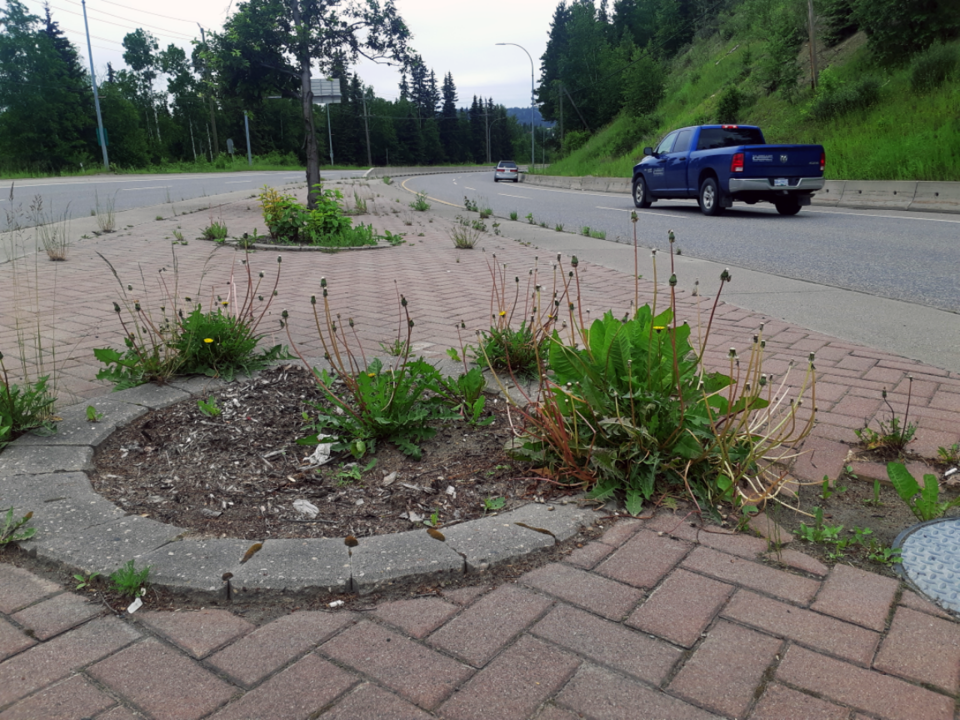 Highway 16 weeds 1