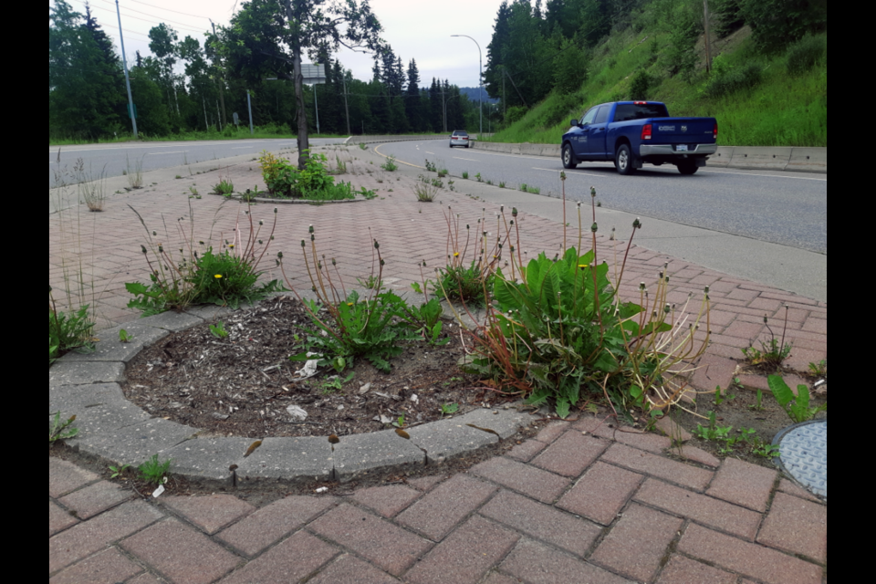 Motorists driving into the downtown core along Highway 16 just east of the intersection with Highway 97 might have noticed the weeds growing unchecked in the median that divides the lanes of the highway.