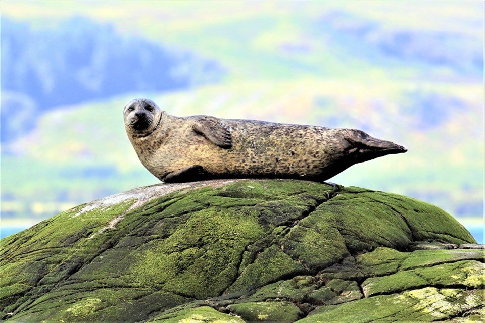 Harbour seals are billed as the stars of this tour in the capital of British Columbia's famed downtown Inner Harbour and Middle Harbour.