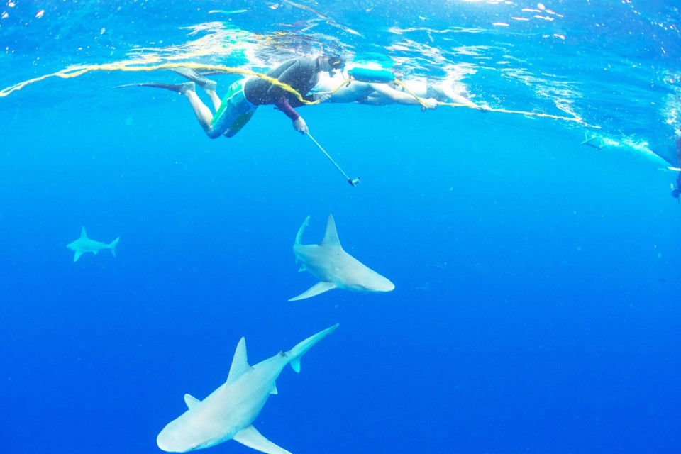 One Ocean Diving and Research takes tourists to snorkel and free dive with sharks off the North Shore of the Hawaiian island of Oahu.