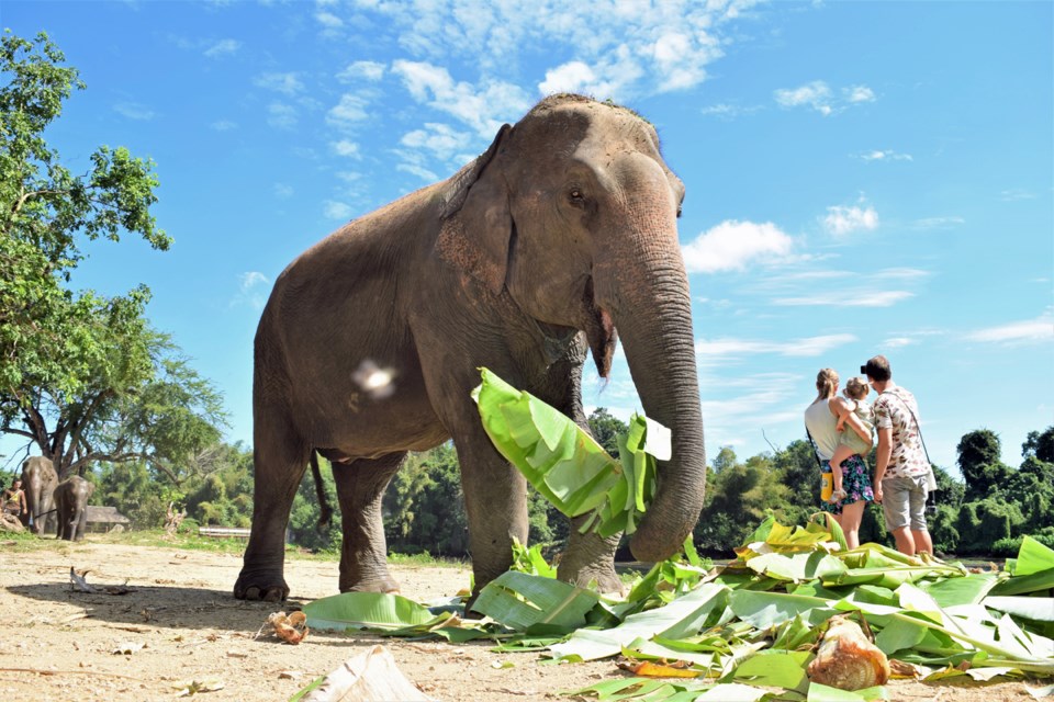 Norpeo, 42 and pregnant, lives at ElephantsWorld in Kanchanaburi, Thailand.