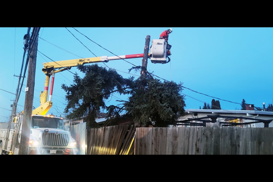 A BC Hydro worker removes one of dozens of trees that fell on electrical lines throughout the city as a result of the big windstorm that swept through the region Tuesday morning. 