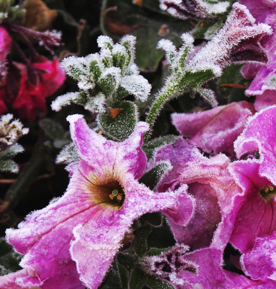 frosty-flowers