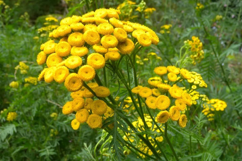 Common Tansy, another invasive plant listed as a high priority in the region. 