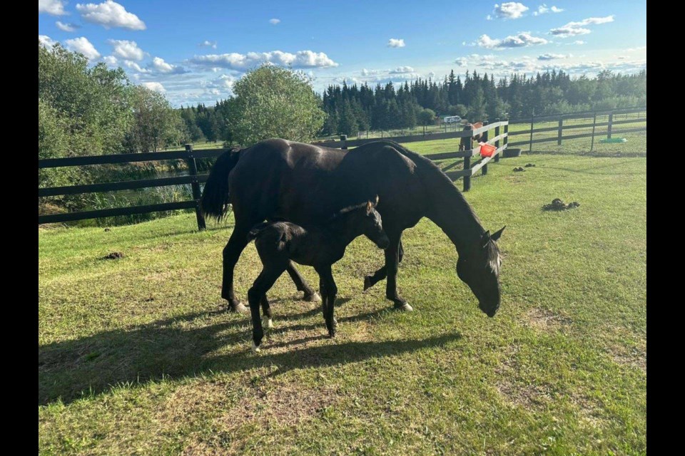 Spirit and her foal Journey are doing well. Spirit, pregnant and wounded, was found on a logging road near Fort St. John.
