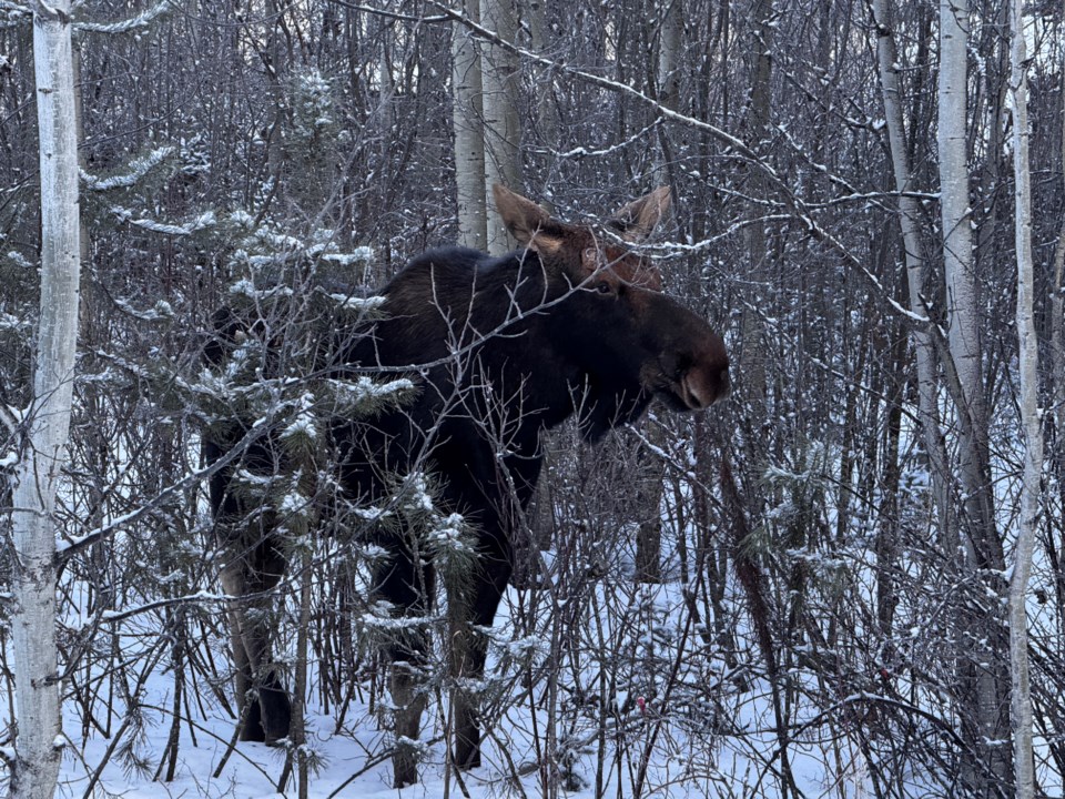 pgc-michael-kast-meets-a-moose-5