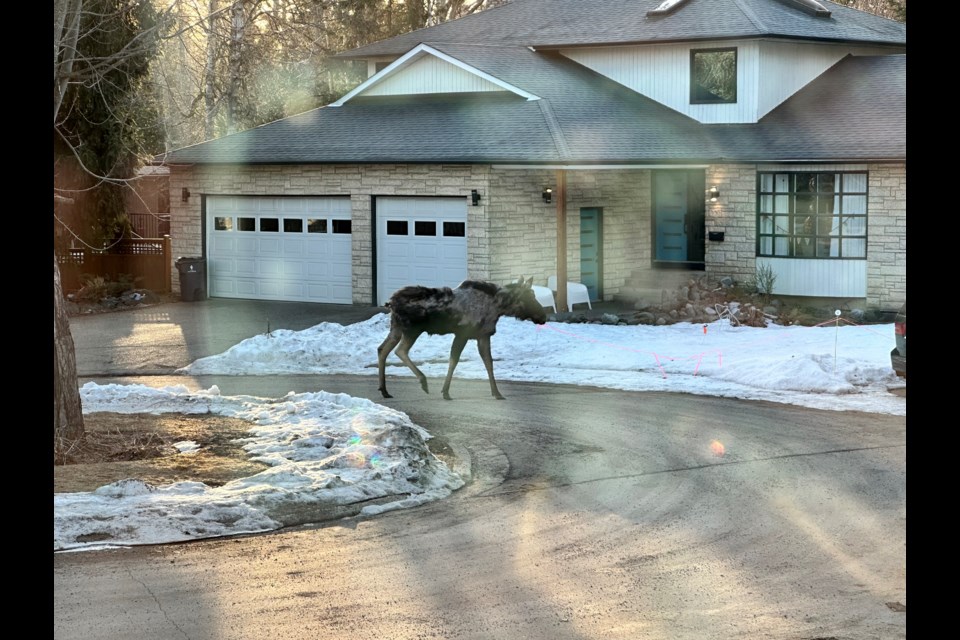 A photo of the moose who attacked the Hughsons . This photo was taken after the attack
Bre Hughson took this photo of the moose that attacked her and her husband and killed their dog Tuesday, April 1, 2025 in Prince George, BC.