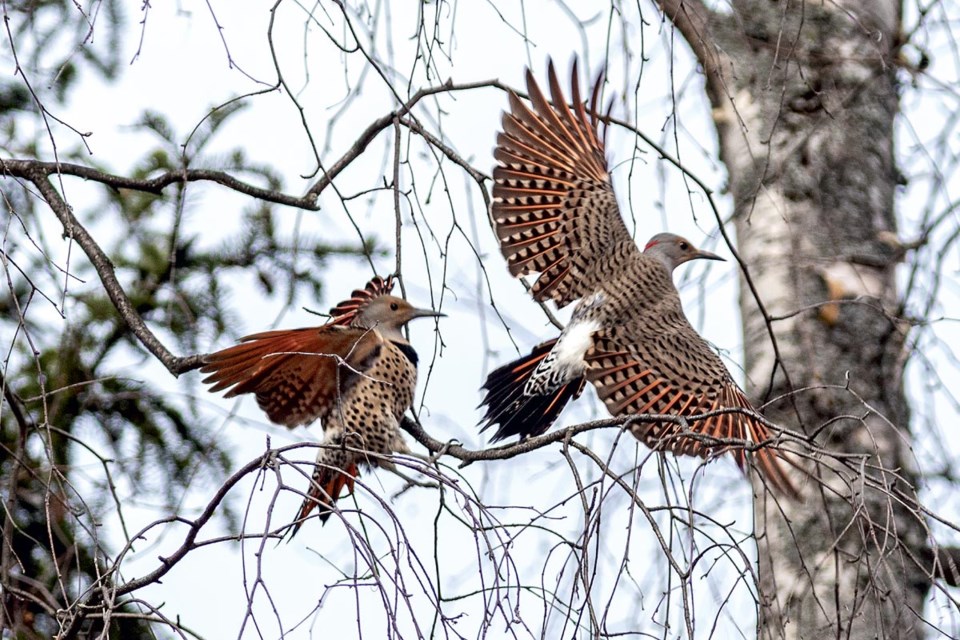 A pair of northern flickers spent some time wheeling through the air and weaving through the trees as they chased each other, letting everyone know that spring is truly here Sunday, April 13, 2025.