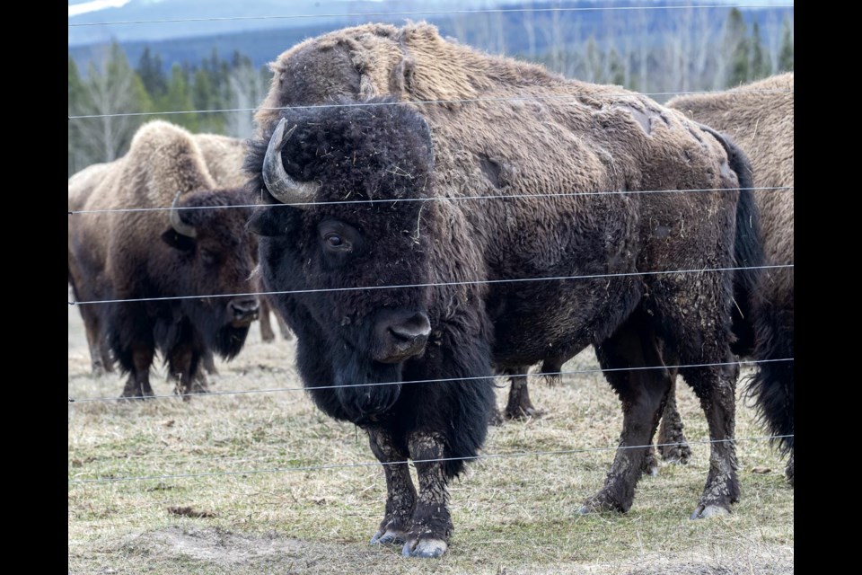 A large male bison, estimated at about 2,000lbs, seems to watch over the heard in a pasture at October Farm Tuesday, April 22, 2025.