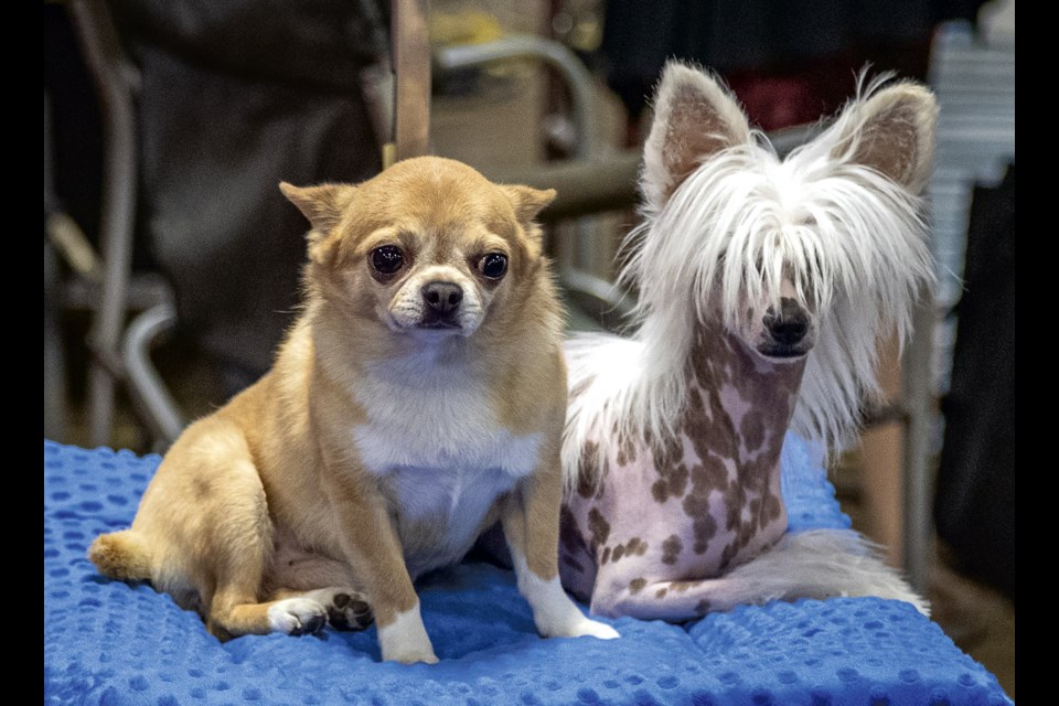 Toto, a chihuahua and Bunny, a Chinese crested hairless, relax together on a pillow between shows at the PG Kennel Club dog show at the AgriPlex Saturday, July 26, 2025.