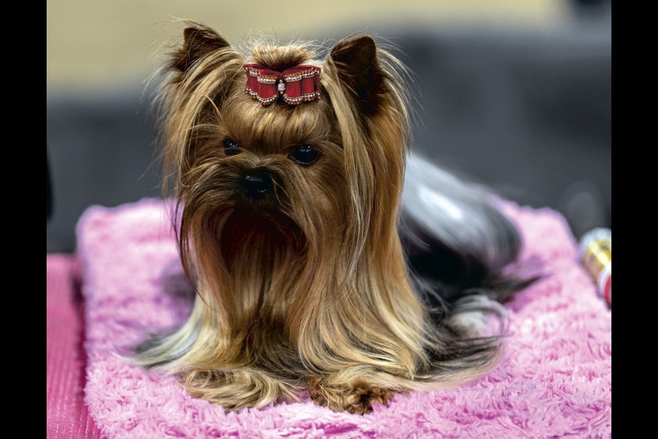 Ozzy, a two-year-old Yorkshire Terrier, sits quietly while waiting to compete Friday in the Prince George Kennel Club's All Breed Dog Show at the Agriplex throughout the weekend.