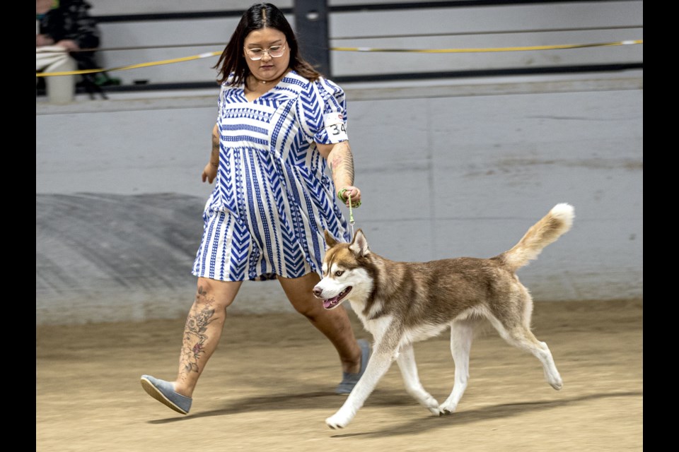 Alana Peters of Dawson Creek leads Alpine, a two-year-old Siberian Husky, across the show ring during competition at the 2024 Prince George Kennel Club's All Breed Dog Show at the Agriplex.