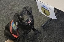 RCMP dog Skipper has officially retired, the police service announced. Skipper was an accredited facility dog.