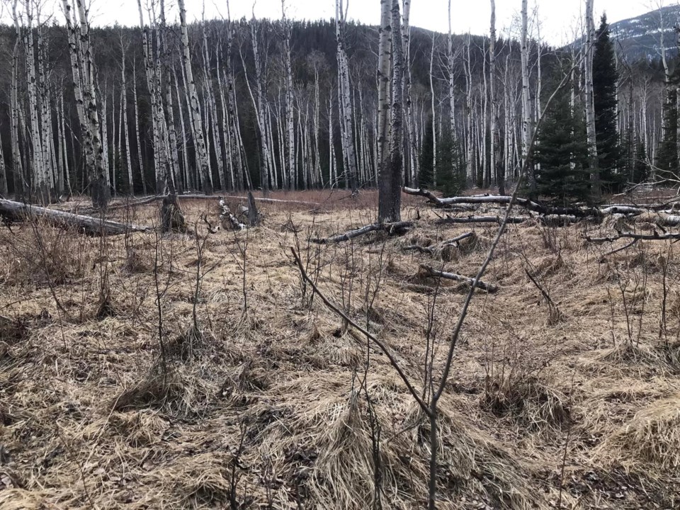 pgc-steidle-over-browned-aspen
