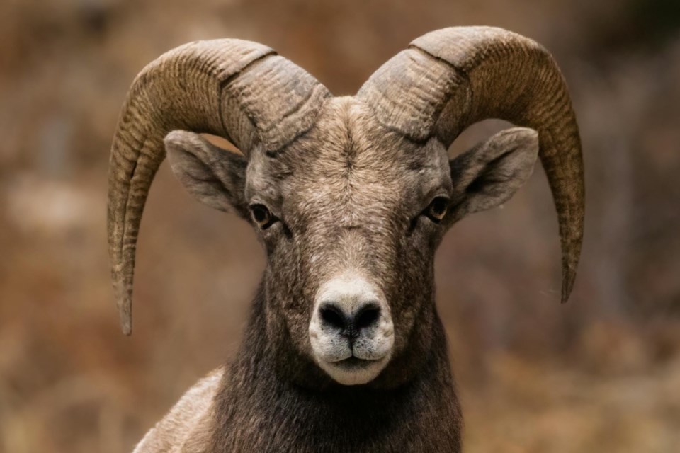 pgc-thinhorn-sheep