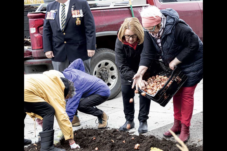 Shirley Bond and Paula Foley-Vegt toss tulip bowls into the trench made by Jos Van Hage while Betty Bekkering (in yellow) and Lori Sproull work to orient the bulbs properly before they're covered up with earth Saturday by the cenotaph on George Street. The Dutch Canadian Tulip Commemoration Committee prepared the bulbs for the 80th anniversary of the Liberation of Holland that will be celebrated in May.