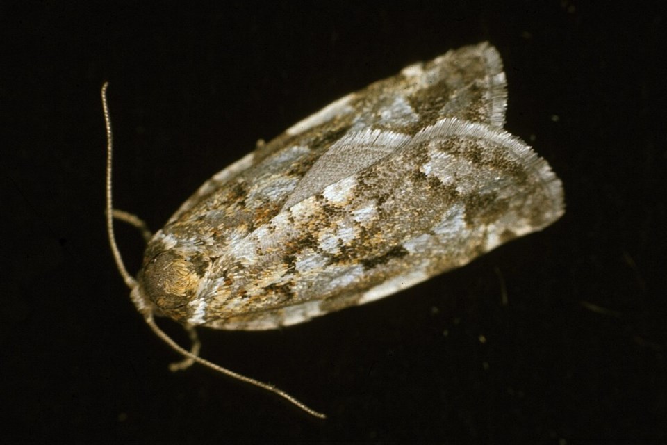 pgc-western-spruce-budworm
