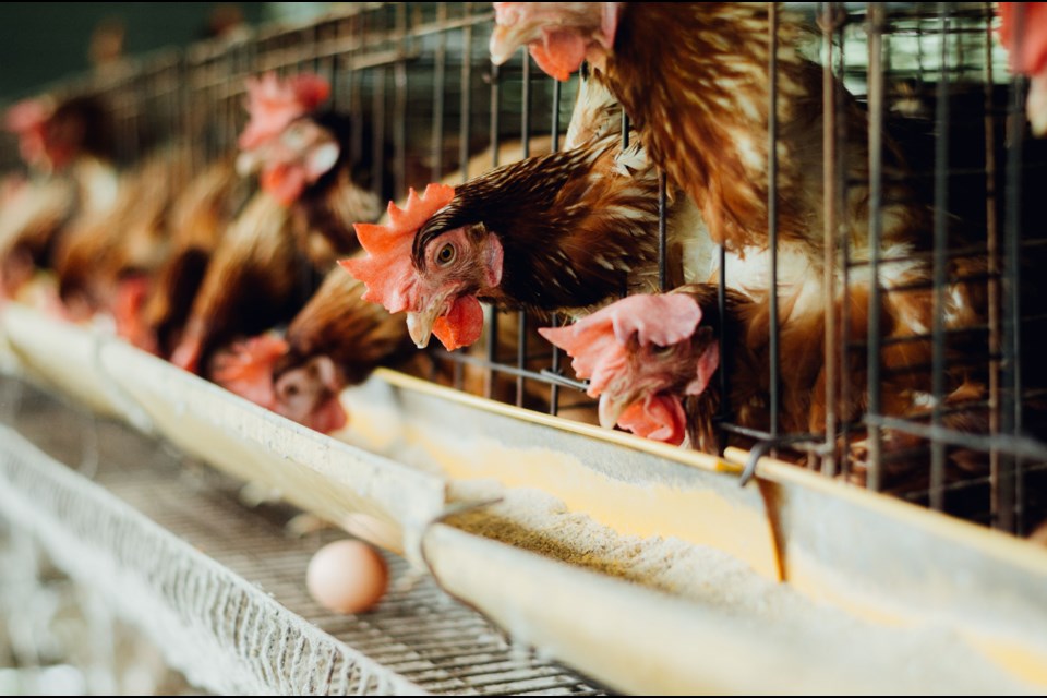 Whataburger pledged to implement a cage-free egg policy in 2011, but has not followed through on their promise.