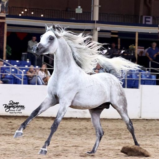 The Arabian Horse Association of Arizona has announced the return of the Arabian National Breeder Finals at the Equidome of WestWorld in Scottsdale Sept. 14-17, 2022.