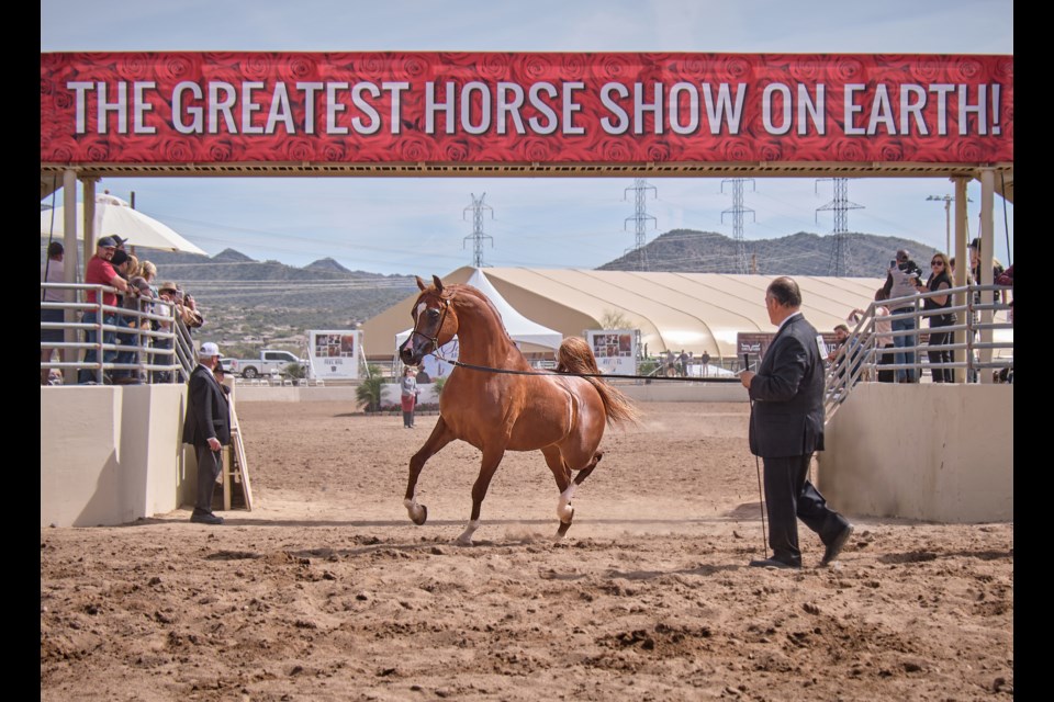 The Arabian Horse Association of Arizona’s 68th Annual Scottsdale Arabian Horse Show, featuring the world’s best Arabians, exciting competitions, a shopping expo and more, returns to WestWorld in Scottsdale Feb. 16-26, 2023.