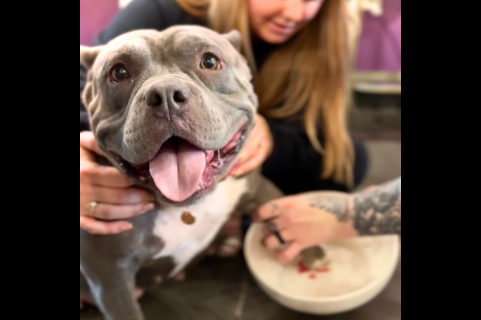 During the month of March, As You Wish Pottery is raising funds for Sky Sanctuary Rescue at all seven of its Valley locations, including Queen Creek, Chandler Crossroads and Mesa Grande.