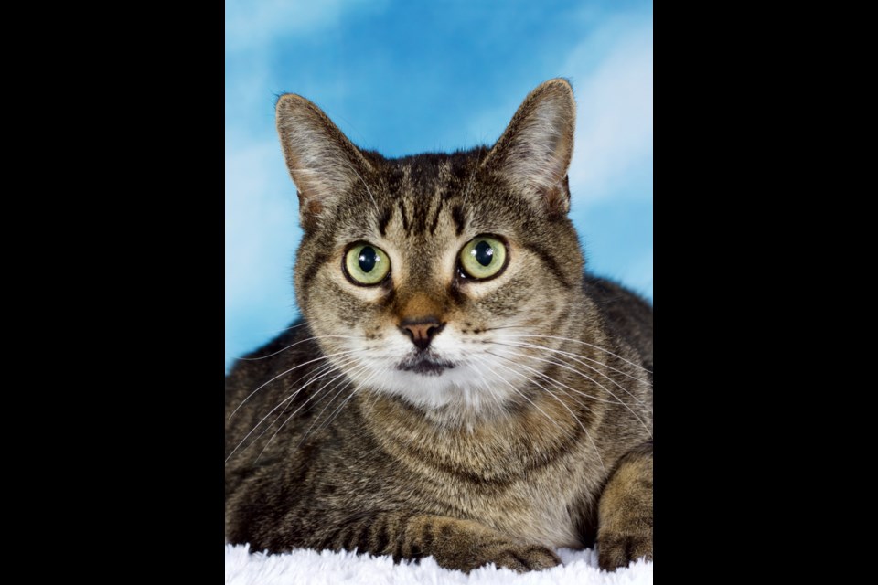 Audrey is a beautiful, female, domestic short-haired brown tabby cat, about 13 years old. She is a sweet girl that recently lost her human companion.