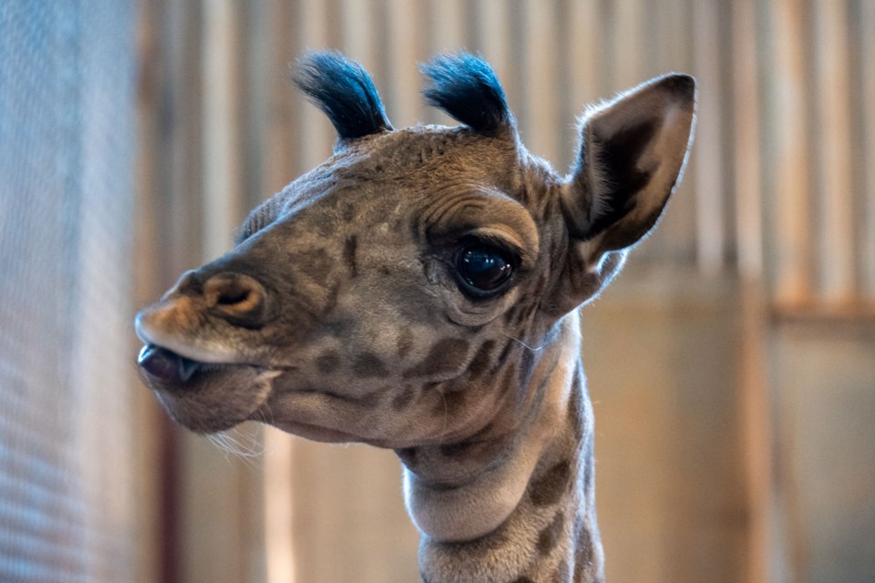 The Phoenix Zoo is home to a new resident who is already 6 feet tall and approximately 175 pounds.