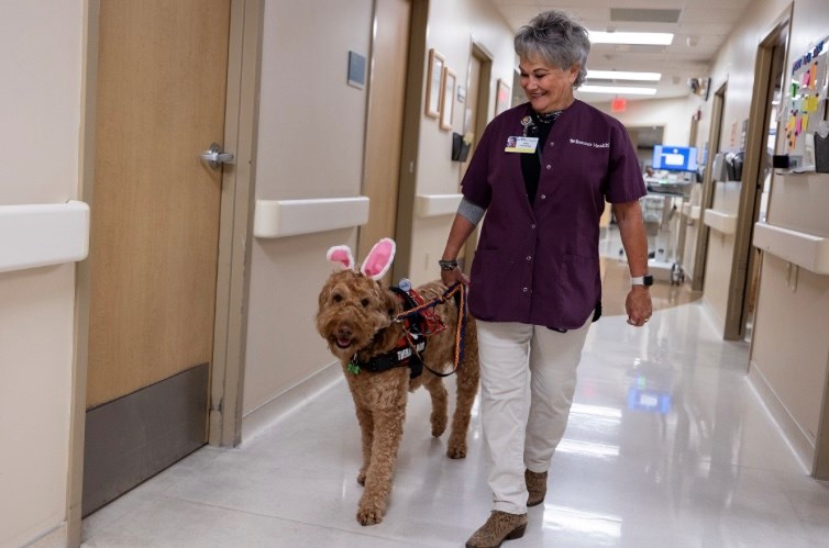 Goldendoodle, "Dr. Carl," and his handler, Gail Moore, volunteer at Banner Heart Hospital and Banner Baywood Medical Center in Mesa.
