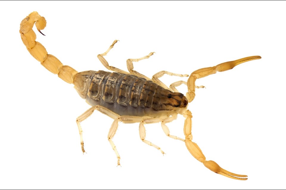 As summer temperatures rise to extreme levels in Arizona, scorpions tend to find their way inside our homes. For our curious pets, this means that playtime with an odd arachnid can result in a yelp, high-pitched meow, and an unfortunate sting.