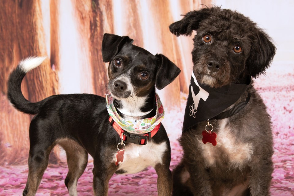Bibi and Gordo are an adorable bonded pair that joined Friends for Life Animal Rescue recently from a county facility, where they were surrendered when their family could no longer care for them. 