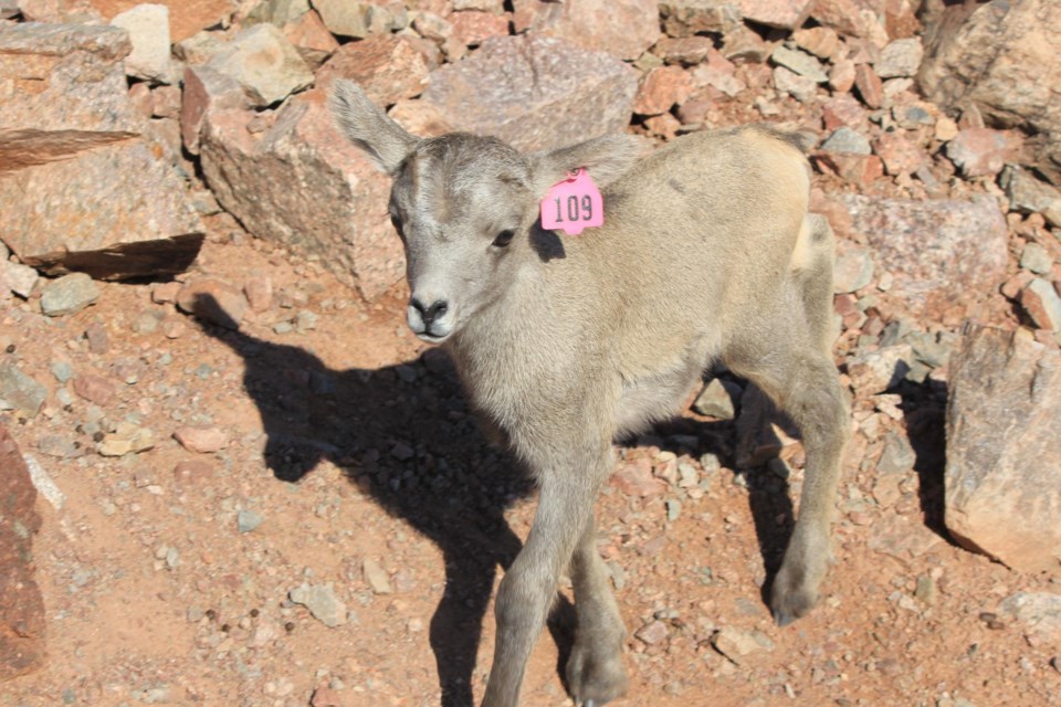 A female desert bighorn sheep, Shawnee, gave birth to this little girl named Syrena this week at the Phoenix Zoo.