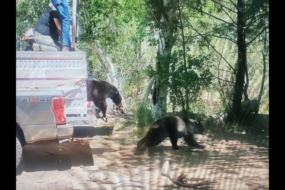 Three juvenile male black bears were released back into the wild June 13, 2022 by Arizona Game and Fish Department biologists after months of rehabilitation at the Southwest Wildlife Conservation Center in Scottsdale.