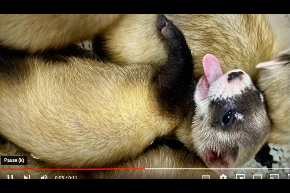 One of the black-footed ferret kits yawns at the Phoenix Zoo in a video.