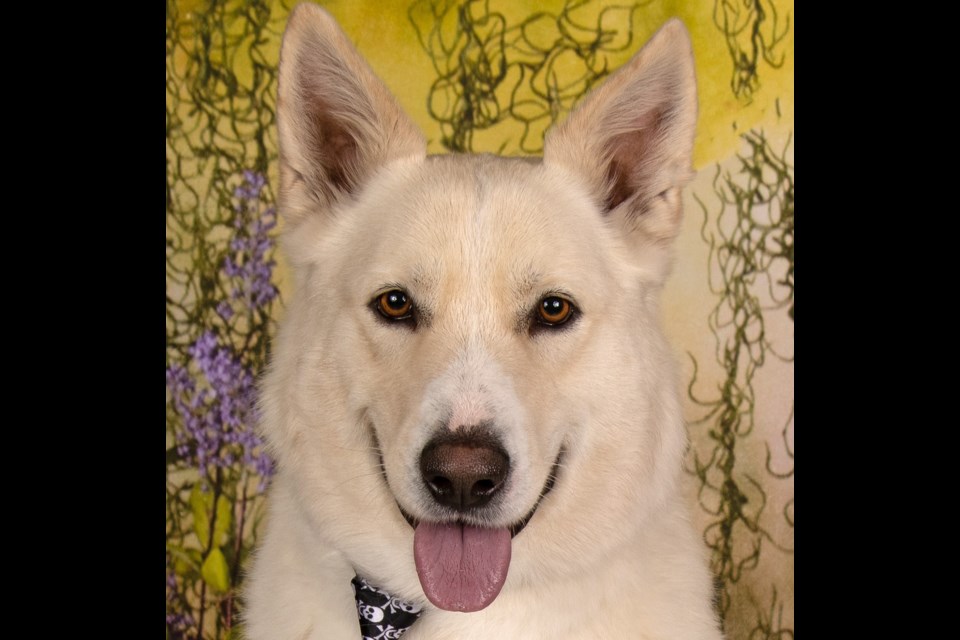 Boone is a 4-year-old handsome gentleman, who loves to snuggle. He is a Shepherd blend that is looking for a family to love.