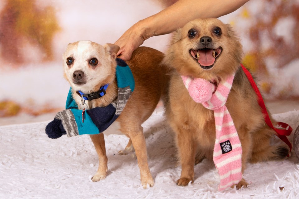 Eva and Riley are a bonded pair of 8-year-old Chihuahuas.