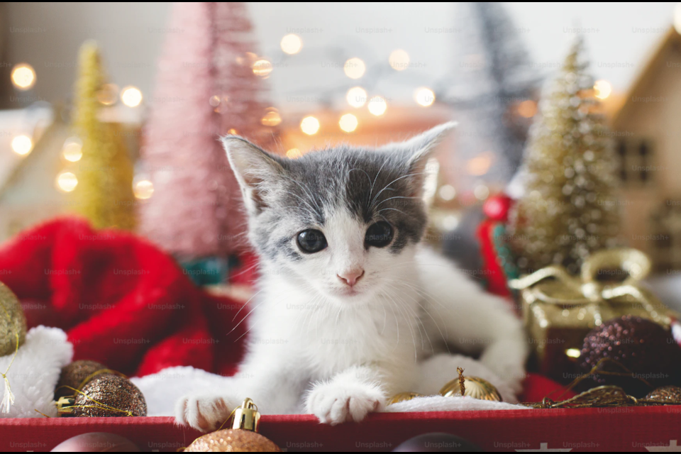 While a pet may seem like the perfect gift, there are a few things to keep in mind before gifting a cuddly companion this Christmas. A furry friend can make the holiday season more magical, but they also add extra responsibility once the festivities are over.
