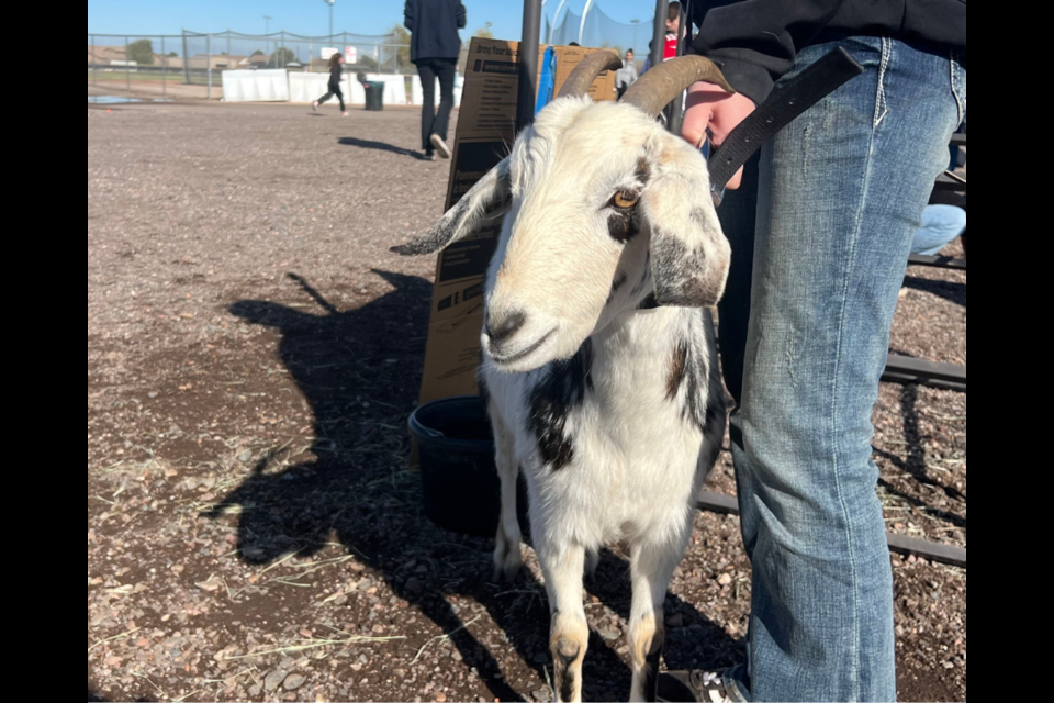 Once a year, Queen Creek High School transforms into a bustling farm during their annual "Day on the Farm" event. 