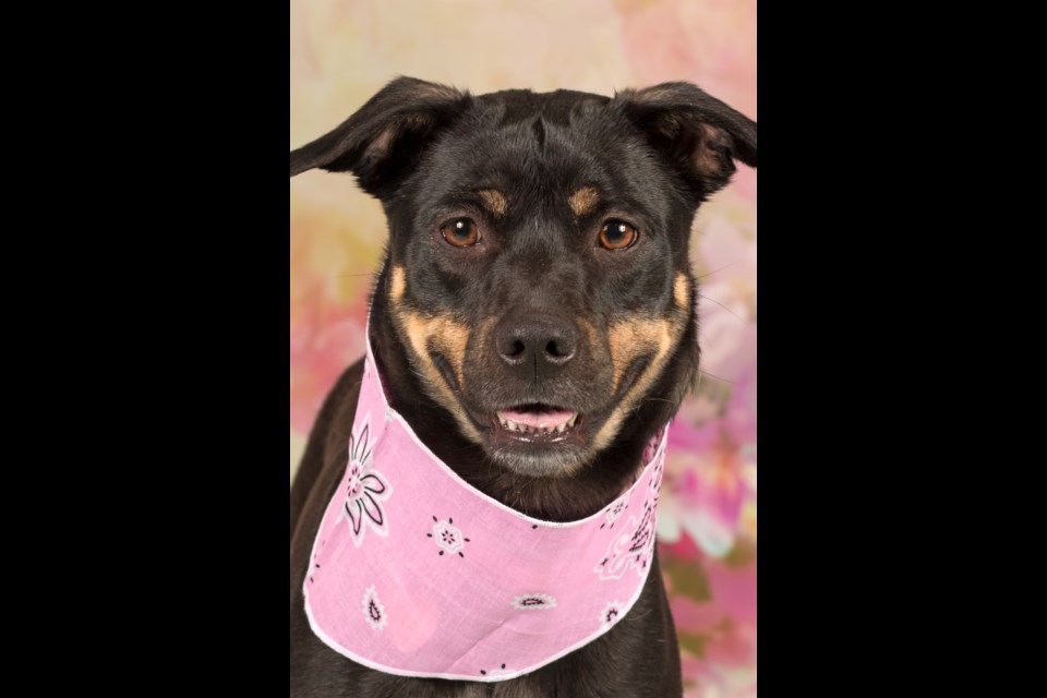 Daisy is an adorable girl, about 4 1/2 years old, and listed as a Shepherd/mixed breed girl. She is about 40 pounds of love!