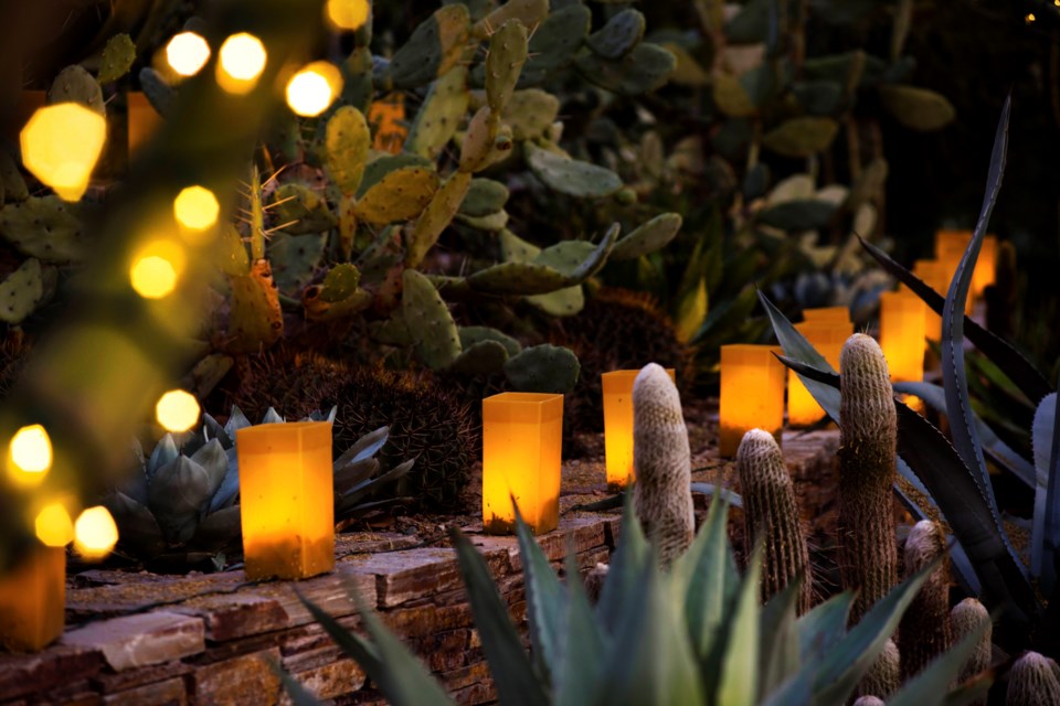 The Desert Botanical Garden shines bright throughout December with Las Noches de las Luminarias.